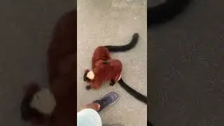 Friendly lemur says hello #shorts #cuteanimals #funnyanimals #lemur