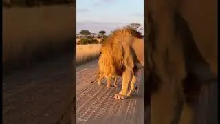 Yelling Won&rsquo;t Save You 😤🦁 &mdash; Lion Dad Gives Calm Parenting Tips #parenting #family #dadlife