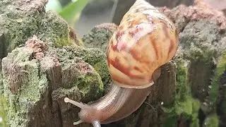 univelling the secret life of Snail Nature's Tiny Marvels