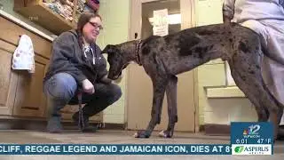 Veterinarian Says What Not To Feed Your Pets