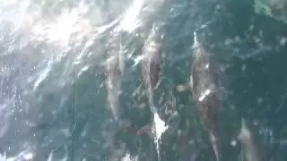 Dolphin FUN 1