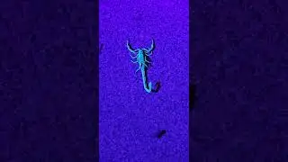 Using a blacklight to find scorpions. This is a Texas Striped Bark Scorpion found in Stonewall Texas
