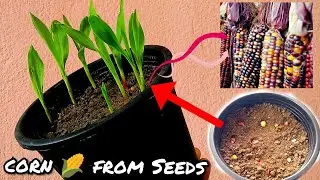 Easily Grow Corn At Home || Grow Ornamental Corn At Home.
