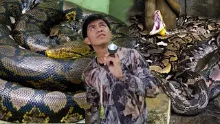 COBRA PRINCE ANG NAG LALAKIHANG MGA SAWA NA HINULI 