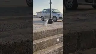 seagull reaction/реакция чайки