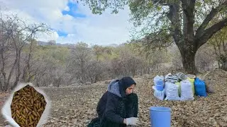 Grandma Harvesting Oak Acorns in the Mountains ⛰️🌰 | Real Mountain Life