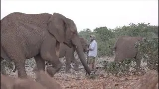 Okutala - Rescue Elephant Release