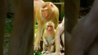 Luna kiss Rainbow so sweet even though Libby & Rainbow closely. #monkey #littlemonkey #cutebaby