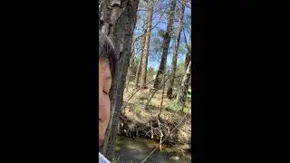 Guided Forest Bathing Session