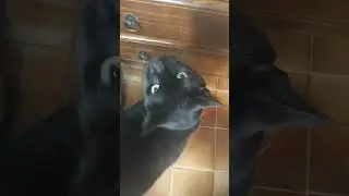 minha gata miando