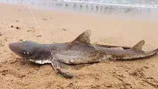 Shark release to the ocean Smooth Dogfish