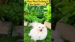 Gardening increases life satisfaction, vigor, psychological wellbeing, etc.🦋 #Garden #Health