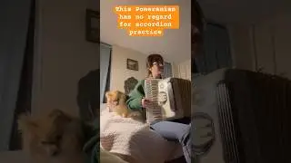 #Pomeranian doesn&rsquo;t care about #tarantella #accordionist #acordeon #acorde&atilde;o #acorde&oacute;n
