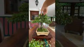 Lafoensia Acuminata (Guayac&aacute;n) Bonsai Pruning 😍🌿☀️ #bonsai #bonsaitree #bonsailover