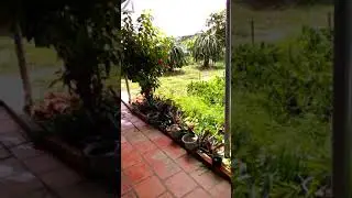 Covi d19.Bai h&aacute;t conarona mới nhất hiện nay.