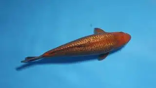 Samudra Koifarm - Ginrin Caramel - 43cm - MVI 3543