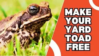 Как избавиться от жаб во дворе &mdash; гуманно и максимально бережно