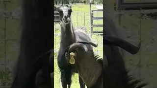 Llama Spits on Goat's Face