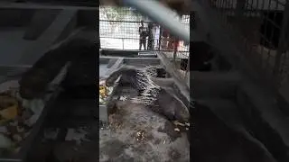 Adorable Porcupine Eating at the Zoo | Cute & Relaxing Animal Moment 2025/01/25