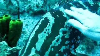 Friendly Grouper