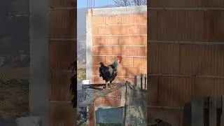 Domaci horoz#horoz #pjetao#domace#koke #uzgoj#kokoske #rooster