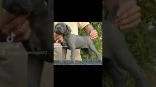 Cane corso-tik tok