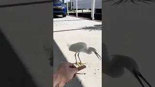 Egrets and Seagulls and Be Quiet
