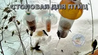 Кормушка для птиц 23 января 2026 года (02)