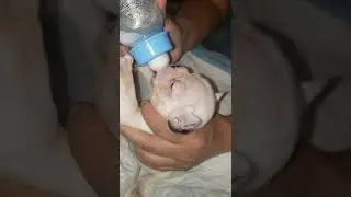 bottle feeding frenchie puppy, 6 weeks old