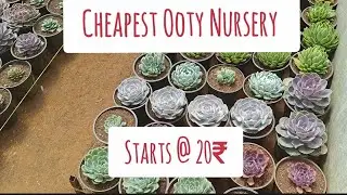 Cheapest Plant nursery in Ooty | Biggest nursery in ooty|Succulent - Cactus| Nilgiri Garden Nursery.