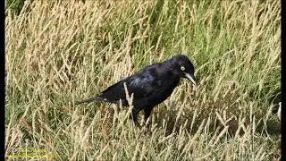 Carib Grackle (Quiscalus lugubris) Aruba 11 2021 Antonio Silveira