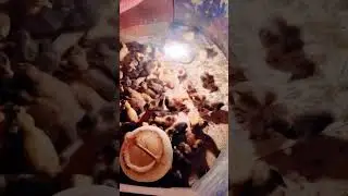 Duck baby Available hai 03018864226 location Faisalabad cargo available