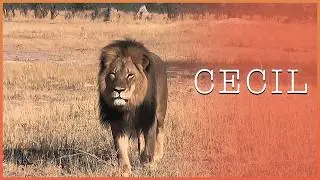 The Inspiring Cecil&hellip; The King Who Made the World Cry for One Lion!