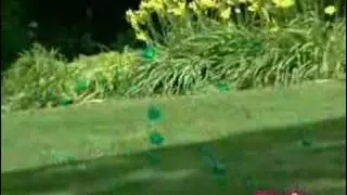 zubbles