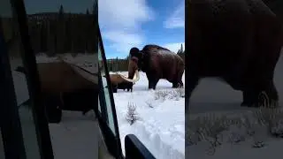 Бой между редким шерстистым мамонтом и бизоном