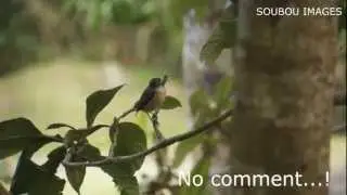 Faunes et flores de la R&eacute;union