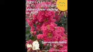 【2024年7月 始天のご近所花散歩】