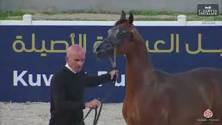 N.64 NASSER ALHAMAD - KPAHS Kuwait Purebred AH Festival 2026 - Yearling Colts B (Class 2B)