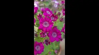 The Most Beautiful Flowers Collection |  Most Colorful Flowers #flowers #nature #explore