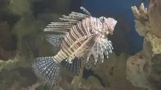 Minute of Peace - More Lion Fish