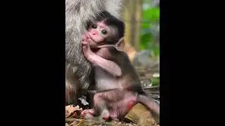 Lovely moments of baby really needs mom's care #monkeysr #babymonkeys #animalshorts