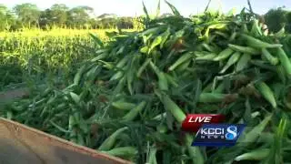 First batches of Iowa sweet corn ready to eat
