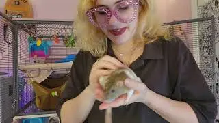Deep clean my pet rat cage with me / clean with me / cleaning routine