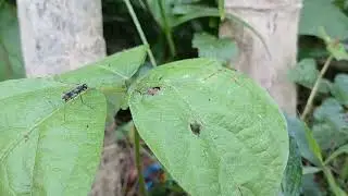 📽️ Macro of a Long-Legged Black Gnat or Fly on a Large Green Leaf in a Jungle Garden Setting 2