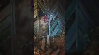 Леко мутирала мечка