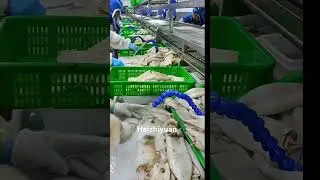 Squid processing #seafoodprocessing #fish #fishprocessing #fishing #fishfactory #food