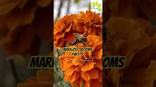 Marigold Blooms 🏵️ l Part-8 l #shorts #the_tiny_terracegarden