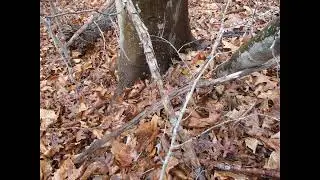 BIGFOOT/SABE/SASQUATCH MYSTICISM and SIGNS to the tune of ENIGMA - 