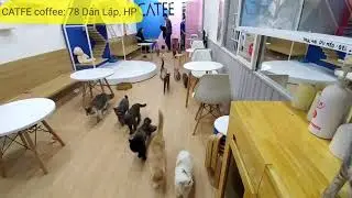 The Best Cat coffee in Hai Phong city _ CATFE coffee ( cafe m&egrave;o hải ph&ograve;ng)