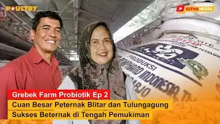 Gak Nyangka! Peternak Blitar Bongkar Manfaat Probiotik untuk Ayam Petelur